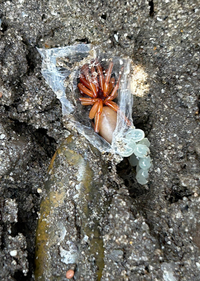 <i class='fa fa-user'></i>&nbsp;Pieter  LJ&nbsp;|  Roodwitte Celspin&nbsp; <i class='fa fa-eye'>&nbsp;112</i> &nbsp; <i class='fa fa-comment-o'>&nbsp;6</i>