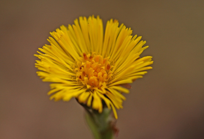 <i class='fa fa-user'></i>&nbsp;Cor&nbsp;|  Klein Hoefblad&nbsp; <i class='fa fa-eye'>&nbsp;106</i> &nbsp;<i class='fa fa-thumbs-up'>&nbsp;7</i> &nbsp; <i class='fa fa-comment-o'>&nbsp;11</i>