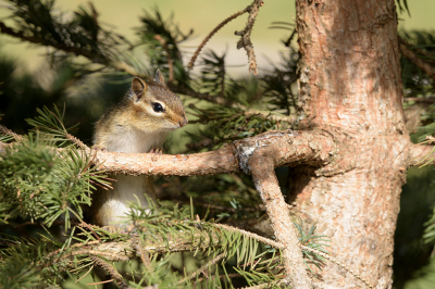 <i class='fa fa-user'></i>&nbsp;Jan Luit&nbsp;|  Gestreepte Grondeekhoorn&nbsp; <i class='fa fa-eye'>&nbsp;97</i> &nbsp; <i class='fa fa-comment-o'>&nbsp;3</i>