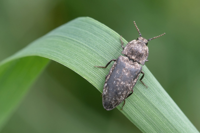 <i class='fa fa-user'></i>&nbsp;Johan van Gurp&nbsp;|  Muisgrijze Kniptor&nbsp; <i class='fa fa-eye'>&nbsp;85</i> &nbsp;<i class='fa fa-thumbs-up'>&nbsp;1</i> &nbsp; <i class='fa fa-comment-o'>&nbsp;5</i>