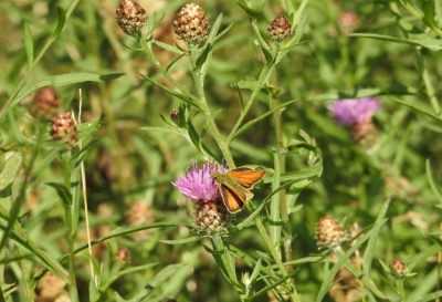 <i class='fa fa-user'></i>&nbsp;Jovanzo&nbsp;|  Zwartsprietdikkopje&nbsp; <i class='fa fa-eye'>&nbsp;101</i> &nbsp; <i class='fa fa-comment-o'>&nbsp;7</i>