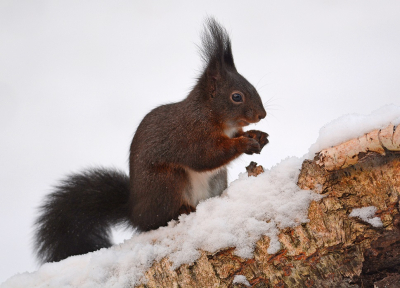 <i class='fa fa-user'></i>&nbsp;koekieman&nbsp;|  Eekhoorn&nbsp; <i class='fa fa-eye'>&nbsp;90</i> &nbsp;<i class='fa fa-thumbs-up'>&nbsp;1</i> &nbsp; <i class='fa fa-comment-o'>&nbsp;7</i>