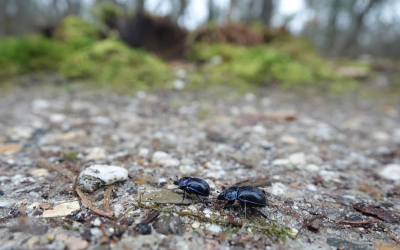 <i class='fa fa-user'></i>&nbsp;nelappelmelk&nbsp;|  Gedoornde Mestkever&nbsp; <i class='fa fa-eye'>&nbsp;102</i> &nbsp; <i class='fa fa-comment-o'>&nbsp;6</i>