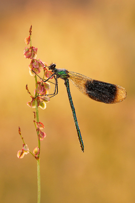 <i class='fa fa-user'></i>&nbsp;Tom&nbsp;|  Weidebeekjuffer&nbsp; <i class='fa fa-eye'>&nbsp;113</i> &nbsp;<i class='fa fa-thumbs-up'>&nbsp;2</i> &nbsp; <i class='fa fa-comment-o'>&nbsp;7</i>