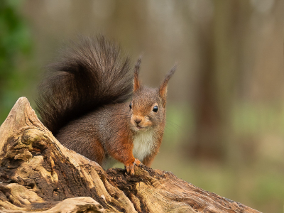 <i class='fa fa-user'></i>&nbsp;Truus Aletta Maan&nbsp;|  Eekhoorn&nbsp; <i class='fa fa-eye'>&nbsp;81</i> &nbsp;<i class='fa fa-thumbs-up'>&nbsp;5</i> &nbsp; <i class='fa fa-comment-o'>&nbsp;8</i>