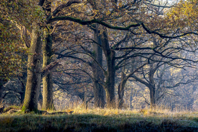 <i class='fa fa-user'></i>&nbsp;ErnovanDoorn&nbsp;|  Zomereik&nbsp; <i class='fa fa-eye'>&nbsp;91</i> &nbsp;<i class='fa fa-thumbs-up'>&nbsp;2</i> &nbsp; <i class='fa fa-comment-o'>&nbsp;5</i>