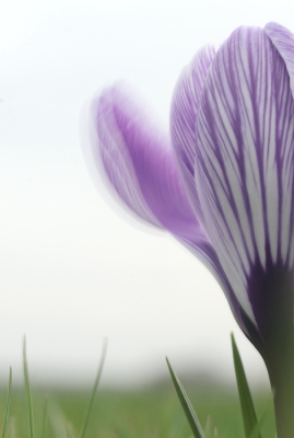 <i class='fa fa-user'></i>&nbsp;rixte&nbsp;|  Bonte Krokus&nbsp; <i class='fa fa-eye'>&nbsp;90</i> &nbsp;<i class='fa fa-thumbs-up'>&nbsp;3</i> &nbsp; <i class='fa fa-comment-o'>&nbsp;5</i>