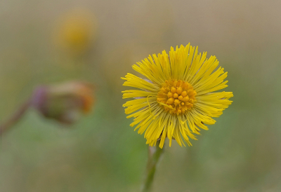 <i class='fa fa-user'></i>&nbsp;Nel R&nbsp;|  Klein Hoefblad&nbsp; <i class='fa fa-eye'>&nbsp;89</i> &nbsp;<i class='fa fa-thumbs-up'>&nbsp;1</i> &nbsp; <i class='fa fa-comment-o'>&nbsp;12</i>