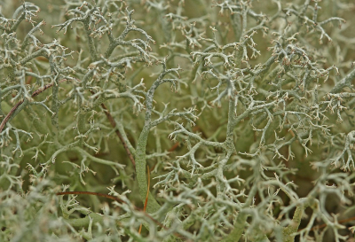 <i class='fa fa-user'></i>&nbsp;Cor&nbsp;|  Open Rendiermos&nbsp; <i class='fa fa-eye'>&nbsp;85</i> &nbsp;<i class='fa fa-thumbs-up'>&nbsp;5</i> &nbsp; <i class='fa fa-comment-o'>&nbsp;12</i>