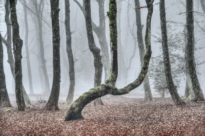 <i class='fa fa-user'></i>&nbsp;liesbeth van vliet&nbsp;|  Beuk&nbsp; <i class='fa fa-eye'>&nbsp;173</i> &nbsp;<i class='fa fa-thumbs-up'>&nbsp;10</i> &nbsp; <i class='fa fa-comment-o'>&nbsp;12</i>