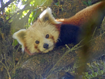 Nature picture: 1. Rode Panda, ook wel Kleine Panda genoemd