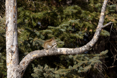 <i class='fa fa-user'></i>&nbsp;Jan Luit&nbsp;|  Amerikaanse Rode Eekhoorn&nbsp; <i class='fa fa-eye'>&nbsp;91</i> &nbsp; <i class='fa fa-comment-o'>&nbsp;4</i>