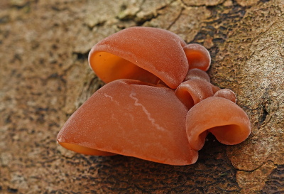 <i class='fa fa-user'></i>&nbsp;Cor&nbsp;|  Echt Judasoor&nbsp; <i class='fa fa-eye'>&nbsp;99</i> &nbsp;<i class='fa fa-thumbs-up'>&nbsp;9</i> &nbsp; <i class='fa fa-comment-o'>&nbsp;15</i>