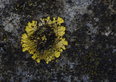 <i class='fa fa-user'></i>&nbsp;Ad Sprang&nbsp;|  Gelobde Geelkorst&nbsp; <i class='fa fa-eye'>&nbsp;69</i> &nbsp;<i class='fa fa-thumbs-up'>&nbsp;1</i> &nbsp; <i class='fa fa-comment-o'>&nbsp;9</i>