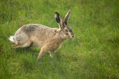 <i class='fa fa-user'></i>&nbsp;ErnovanDoorn&nbsp;|  Haas&nbsp; <i class='fa fa-eye'>&nbsp;70</i> &nbsp;<i class='fa fa-thumbs-up'>&nbsp;1</i> &nbsp; <i class='fa fa-comment-o'>&nbsp;6</i>