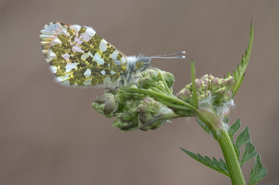 <i class='fa fa-user'></i>&nbsp;Johan van Gurp&nbsp;|  Oranjetipje&nbsp; <i class='fa fa-eye'>&nbsp;113</i> &nbsp;<i class='fa fa-thumbs-up'>&nbsp;1</i> &nbsp; <i class='fa fa-comment-o'>&nbsp;4</i>