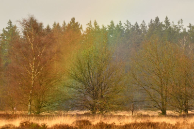 <i class='fa fa-user'></i>&nbsp;mauritskoenen48&nbsp;|  Boslandschap&nbsp; <i class='fa fa-eye'>&nbsp;72</i> &nbsp;<i class='fa fa-thumbs-up'>&nbsp;2</i> &nbsp; <i class='fa fa-comment-o'>&nbsp;2</i>