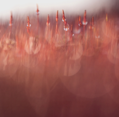 <i class='fa fa-user'></i>&nbsp;rixte&nbsp;|  Ruig Haarmos&nbsp; <i class='fa fa-eye'>&nbsp;89</i> &nbsp;<i class='fa fa-thumbs-up'>&nbsp;4</i> &nbsp; <i class='fa fa-comment-o'>&nbsp;10</i>