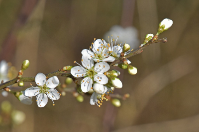 <i class='fa fa-user'></i>&nbsp;kooyammers&nbsp;|  Sleedoorn&nbsp; <i class='fa fa-eye'>&nbsp;108</i> &nbsp;<i class='fa fa-thumbs-up'>&nbsp;9</i> &nbsp; <i class='fa fa-comment-o'>&nbsp;12</i>