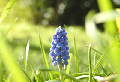 <i class='fa fa-user'></i>&nbsp;Jovanzo&nbsp;|  Langbladige Druifhyacint&nbsp; <i class='fa fa-eye'>&nbsp;89</i> &nbsp; <i class='fa fa-comment-o'>&nbsp;13</i>