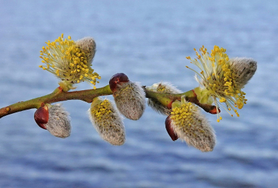 <i class='fa fa-user'></i>&nbsp;Nel R&nbsp;|  Boswilg&nbsp; <i class='fa fa-eye'>&nbsp;73</i> &nbsp;<i class='fa fa-thumbs-up'>&nbsp;1</i> &nbsp; <i class='fa fa-comment-o'>&nbsp;4</i>