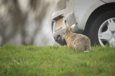 <i class='fa fa-user'></i>&nbsp;ErnovanDoorn&nbsp;|  Haas&nbsp; <i class='fa fa-eye'>&nbsp;98</i> &nbsp; <i class='fa fa-comment-o'>&nbsp;4</i>