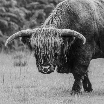 <i class='fa fa-user'></i>&nbsp;Henk Bouter&nbsp;|  Schotse Hooglander&nbsp; <i class='fa fa-eye'>&nbsp;85</i> &nbsp;<i class='fa fa-thumbs-up'>&nbsp;2</i> &nbsp; <i class='fa fa-comment-o'>&nbsp;5</i>