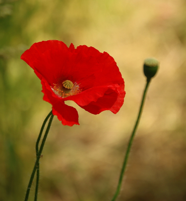 <i class='fa fa-user'></i>&nbsp;Tineke Strijbosch&nbsp;|  Grote Klaproos&nbsp; <i class='fa fa-eye'>&nbsp;73</i> &nbsp; <i class='fa fa-comment-o'>&nbsp;7</i>