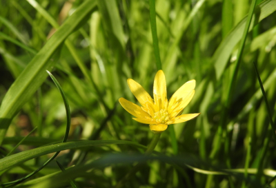 <i class='fa fa-user'></i>&nbsp;Jovanzo&nbsp;|  Gewoon Speenkruid&nbsp; <i class='fa fa-eye'>&nbsp;82</i> &nbsp; <i class='fa fa-comment-o'>&nbsp;4</i>