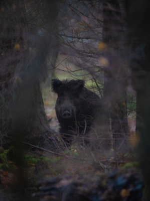 <i class='fa fa-user'></i>&nbsp;JohannesvanRoekel&nbsp;|  Wild Zwijn&nbsp; <i class='fa fa-eye'>&nbsp;173</i> &nbsp;<i class='fa fa-thumbs-up'>&nbsp;4</i> &nbsp; <i class='fa fa-comment-o'>&nbsp;9</i>