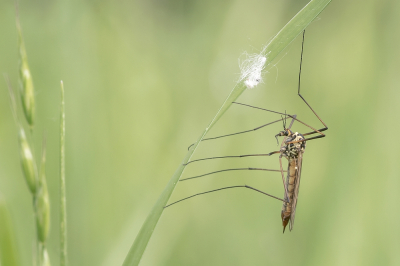 <i class='fa fa-user'></i>&nbsp;Johan van Gurp&nbsp;|  Hoefijzertijger&nbsp; <i class='fa fa-eye'>&nbsp;73</i> &nbsp;<i class='fa fa-thumbs-up'>&nbsp;1</i> &nbsp; <i class='fa fa-comment-o'>&nbsp;2</i>