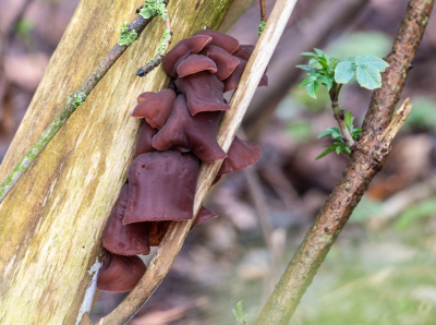 <i class='fa fa-user'></i>&nbsp;Peter van den Berg&nbsp;|  Echt Judasoor&nbsp; <i class='fa fa-eye'>&nbsp;66</i> &nbsp; <i class='fa fa-comment-o'>&nbsp;4</i>