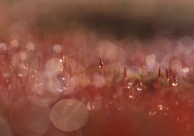 <i class='fa fa-user'></i>&nbsp;rixte&nbsp;|  Ruig Haarmos&nbsp; <i class='fa fa-eye'>&nbsp;87</i> &nbsp;<i class='fa fa-thumbs-up'>&nbsp;7</i> &nbsp; <i class='fa fa-comment-o'>&nbsp;10</i>