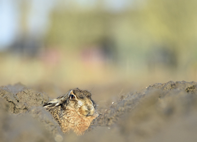 <i class='fa fa-user'></i>&nbsp;robert-jan&nbsp;|  Haas&nbsp; <i class='fa fa-eye'>&nbsp;93</i> &nbsp;<i class='fa fa-thumbs-up'>&nbsp;1</i> &nbsp; <i class='fa fa-comment-o'>&nbsp;3</i>