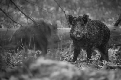 Gemaakt van een groep wilde zwijnen op de Hoge Veluwe. Vind het heerlijke beesten om ze bezig te zien met elkaar.