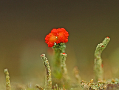 <i class='fa fa-user'></i>&nbsp;Cor&nbsp;|  Rode Heidelucifer&nbsp; <i class='fa fa-eye'>&nbsp;86</i> &nbsp; <i class='fa fa-comment-o'>&nbsp;6</i>