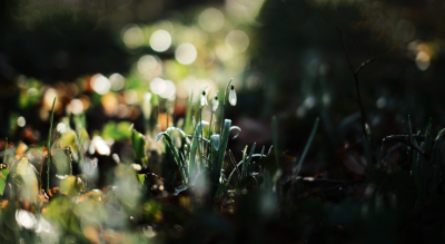 <i class='fa fa-user'></i>&nbsp;hesterb&nbsp;|  Oplichtende voorjaarsbolletjes&nbsp; <i class='fa fa-eye'>&nbsp;52</i> &nbsp; <i class='fa fa-comment-o'>&nbsp;1</i>