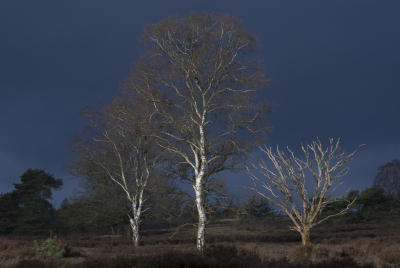 <i class='fa fa-user'></i>&nbsp;ErnovanDoorn&nbsp;|  Donkere lucht&nbsp; <i class='fa fa-eye'>&nbsp;87</i> &nbsp;<i class='fa fa-thumbs-up'>&nbsp;2</i> &nbsp; <i class='fa fa-comment-o'>&nbsp;4</i>