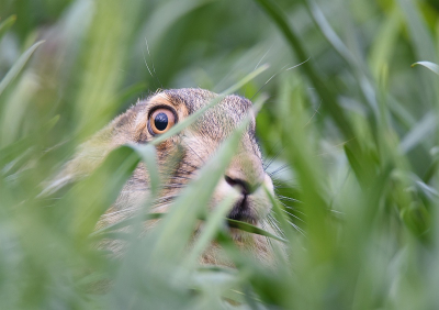 <i class='fa fa-user'></i>&nbsp;robert-jan&nbsp;|  Haas&nbsp; <i class='fa fa-eye'>&nbsp;82</i> &nbsp;<i class='fa fa-thumbs-up'>&nbsp;2</i> &nbsp; <i class='fa fa-comment-o'>&nbsp;5</i>