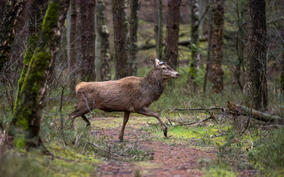 <i class='fa fa-user'></i>&nbsp;ErnovanDoorn&nbsp;|  Edelhert&nbsp; <i class='fa fa-eye'>&nbsp;110</i> &nbsp; <i class='fa fa-comment-o'>&nbsp;3</i>