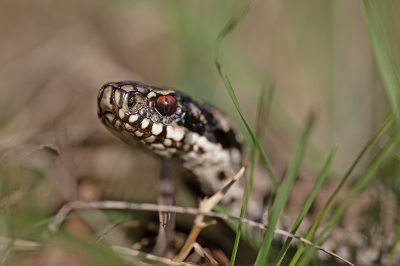 <i class='fa fa-user'></i>&nbsp;Bertus&nbsp;|  Adder&nbsp; <i class='fa fa-eye'>&nbsp;144</i> &nbsp;<i class='fa fa-thumbs-up'>&nbsp;2</i> &nbsp; <i class='fa fa-comment-o'>&nbsp;5</i>