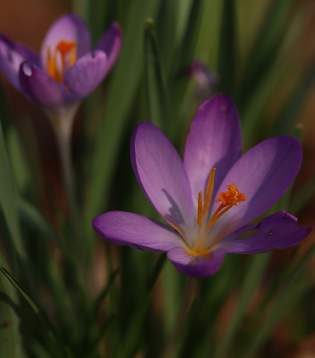 <i class='fa fa-user'></i>&nbsp;Tineke Strijbosch&nbsp;|  Bonte Krokus&nbsp; <i class='fa fa-eye'>&nbsp;49</i> &nbsp; <i class='fa fa-comment-o'>&nbsp;5</i>