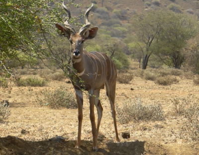 <i class='fa fa-user'></i>&nbsp;marchebbelinck&nbsp;|  Kleine Koedoe&nbsp; <i class='fa fa-eye'>&nbsp;76</i> &nbsp;<i class='fa fa-thumbs-up'>&nbsp;1</i> &nbsp; <i class='fa fa-comment-o'>&nbsp;4</i>