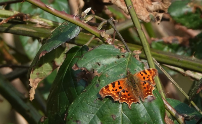 <i class='fa fa-user'></i>&nbsp;nelappelmelk&nbsp;|  Gehakkelde Aurelia&nbsp; <i class='fa fa-eye'>&nbsp;87</i> &nbsp; <i class='fa fa-comment-o'>&nbsp;4</i>