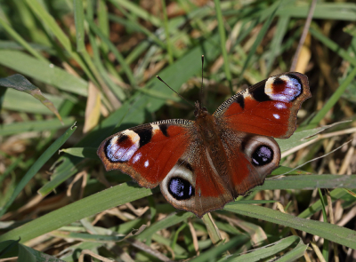 <i class='fa fa-user'></i>&nbsp;Ad Sprang&nbsp;|  Dagpauwoog&nbsp; <i class='fa fa-eye'>&nbsp;72</i> &nbsp; <i class='fa fa-comment-o'>&nbsp;7</i>