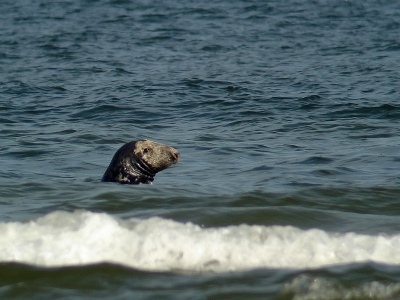 <i class='fa fa-user'></i> Marcel van der Tol | Grijze Zeehond  <i class='fa fa-eye'> 242</i>   <i class='fa fa-comment-o'> 1</i>