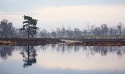 <i class='fa fa-user'></i>&nbsp;Pieter  LJ&nbsp;|  Kalmthoutse Heide&nbsp; <i class='fa fa-eye'>&nbsp;81</i> &nbsp;<i class='fa fa-thumbs-up'>&nbsp;4</i> &nbsp; <i class='fa fa-comment-o'>&nbsp;8</i>