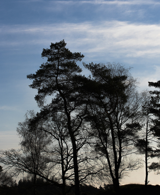 <i class='fa fa-user'></i>&nbsp;ErnovanDoorn&nbsp;|  Bomen in tegenlicht&nbsp; <i class='fa fa-eye'>&nbsp;59</i> &nbsp; <i class='fa fa-comment-o'>&nbsp;4</i>