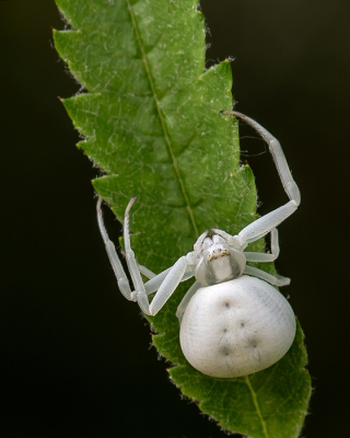 <i class='fa fa-user'></i>&nbsp;Johan van Gurp&nbsp;|  Gewone Kameleonspin&nbsp; <i class='fa fa-eye'>&nbsp;91</i> &nbsp;<i class='fa fa-thumbs-up'>&nbsp;1</i> &nbsp; <i class='fa fa-comment-o'>&nbsp;5</i>