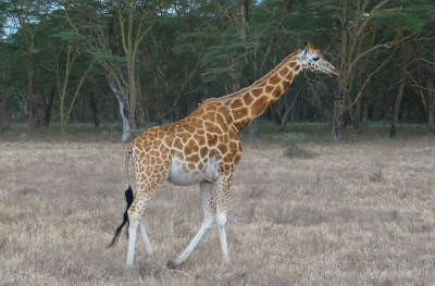 <i class='fa fa-user'></i>&nbsp;marchebbelinck&nbsp;|  Rothschildgiraf&nbsp; <i class='fa fa-eye'>&nbsp;81</i> &nbsp; <i class='fa fa-comment-o'>&nbsp;8</i>